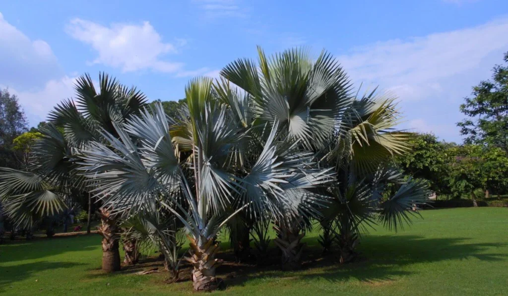 ravenala madagascariensis