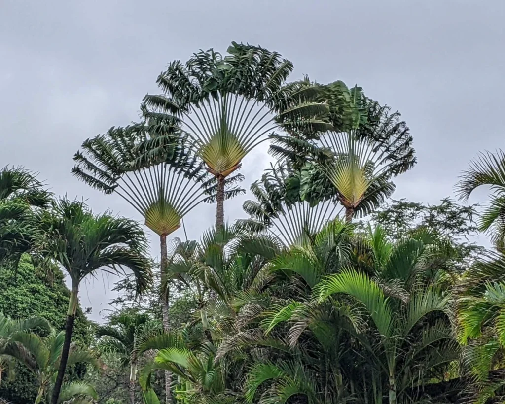 Travellers Palm