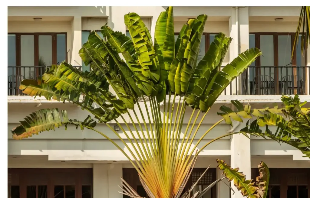 Elegant Travellers Palm tree symbolizing tropical beauty and serenity