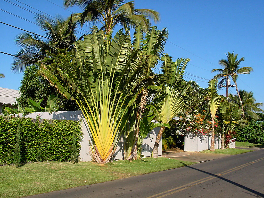 Travelers Palm Ravenala madagascariensis